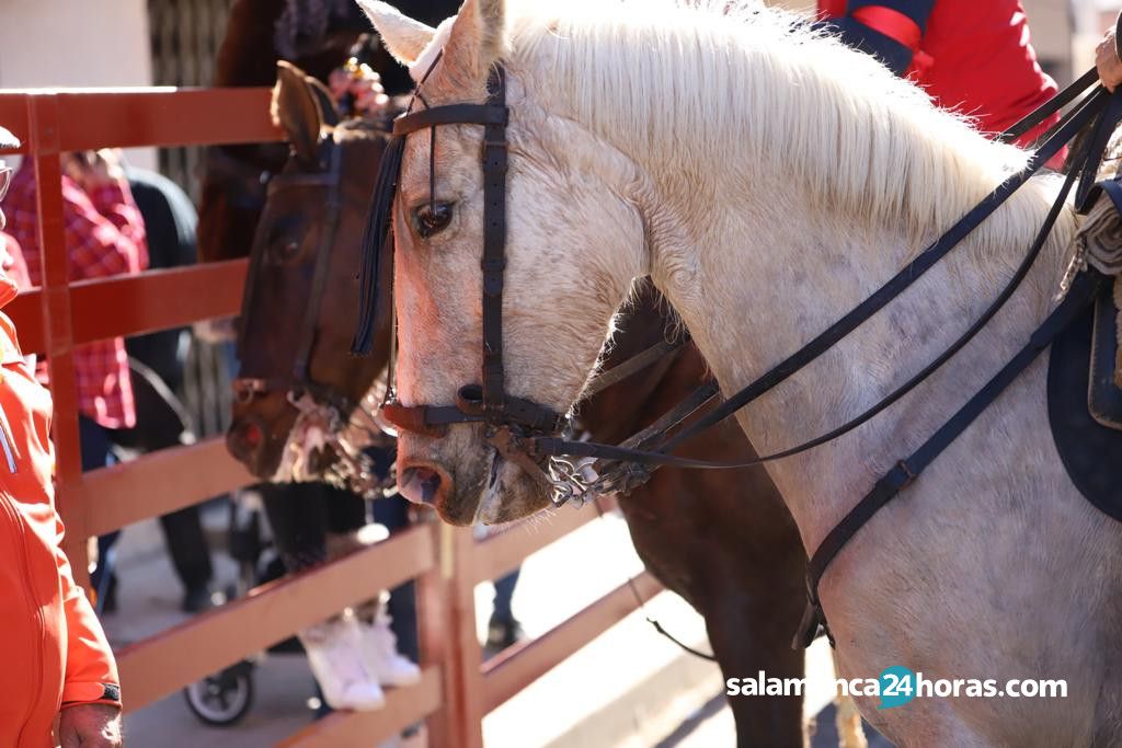  Encierro a caballo Carnaval del Toro 2020 (69) 
