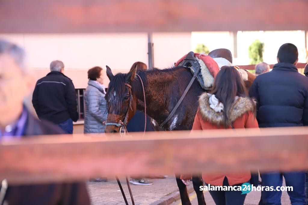  Encierro a caballo Carnaval del Toro 2020 (72) 