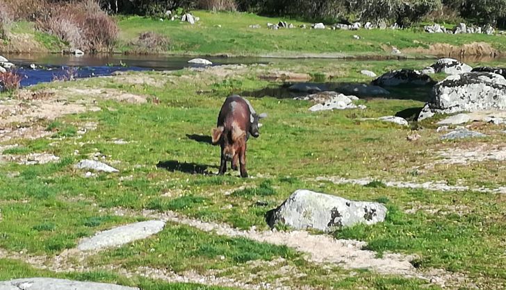 El porcino ibérico de bellota arranca fuerte en su primera cotización en la Lonja de Salamanca