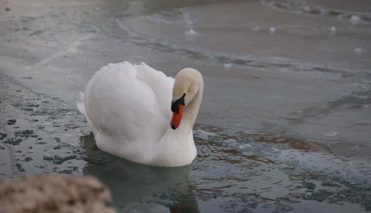 Un cisne en el estanque de La Alamedilla
