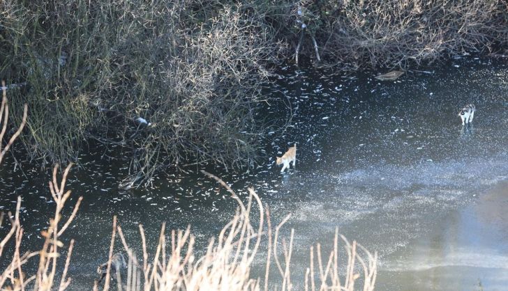 La colonia de gatos de la Vía Helmántica camina por el hielo en busca de comida (2)