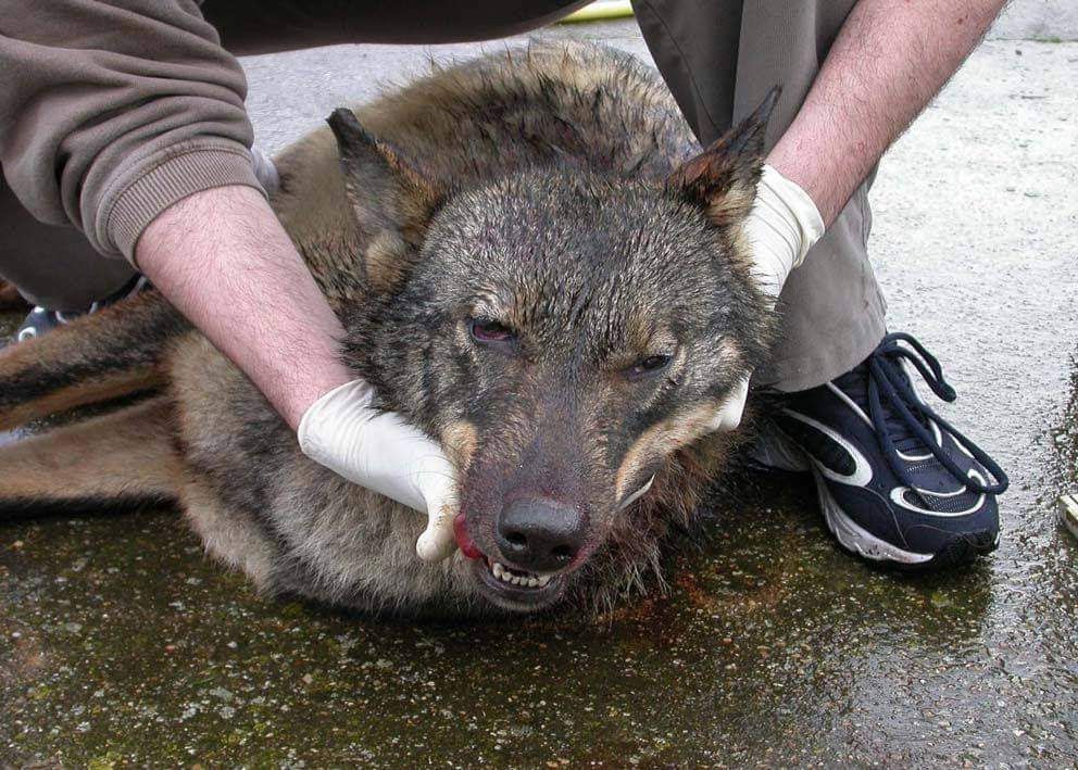 La caza del lobo quedará prohibida en toda España