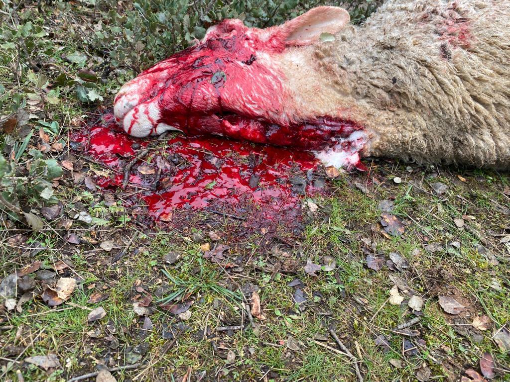 Ataque de lobo en la explotación ganadera de Topas (4)