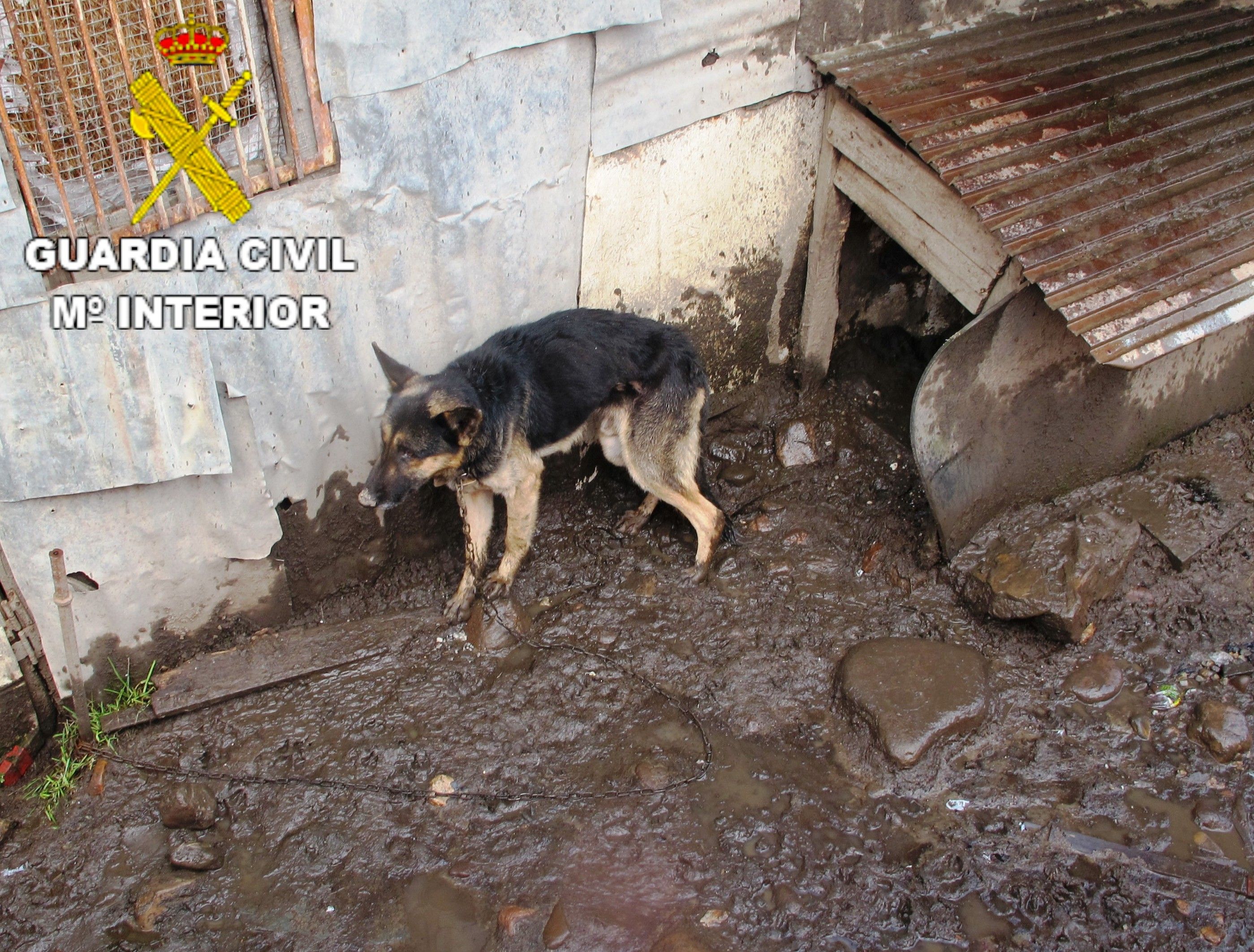 Dos investigados dos perros abandonados, con heridas y en Villablino (León)